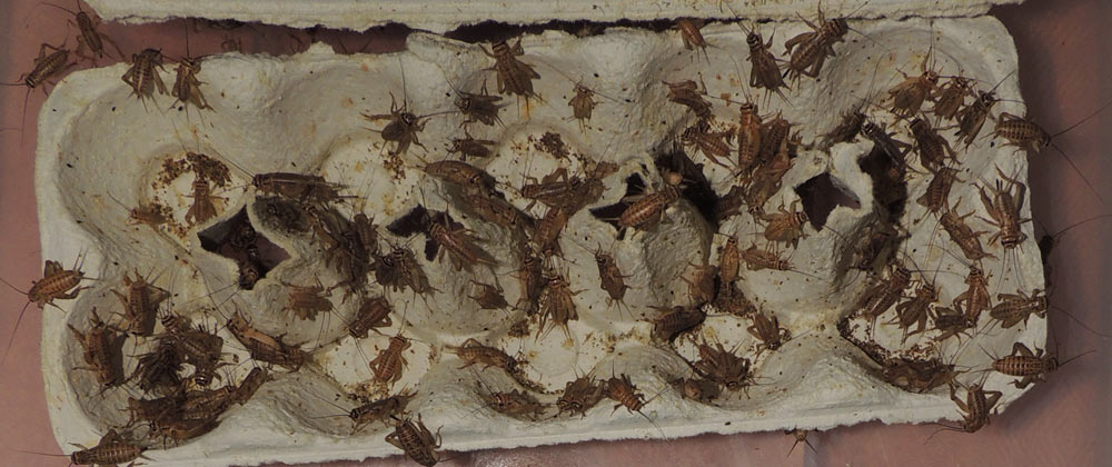 Egg cartons used as hiding space in a cricket enclosure
