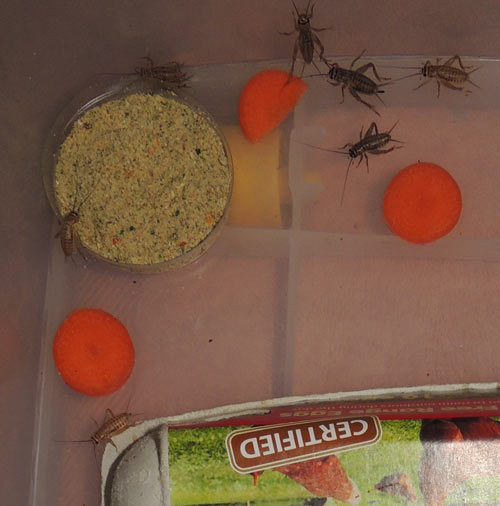 Dry cricket food with carrot slices for moisture