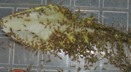 Small crickets drinking from fresh vegetable slices