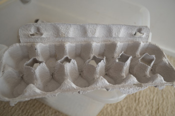 Egg carton tips removed to make cricket handling easier