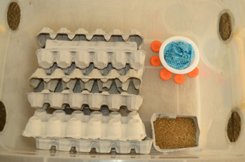 Egg carton placed sideways in a cricket container