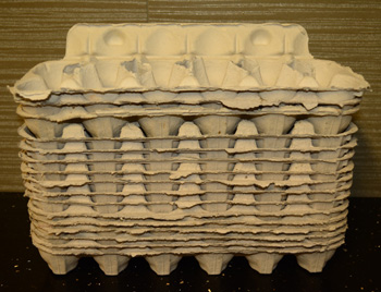 Live crickets sheltering on egg cartons