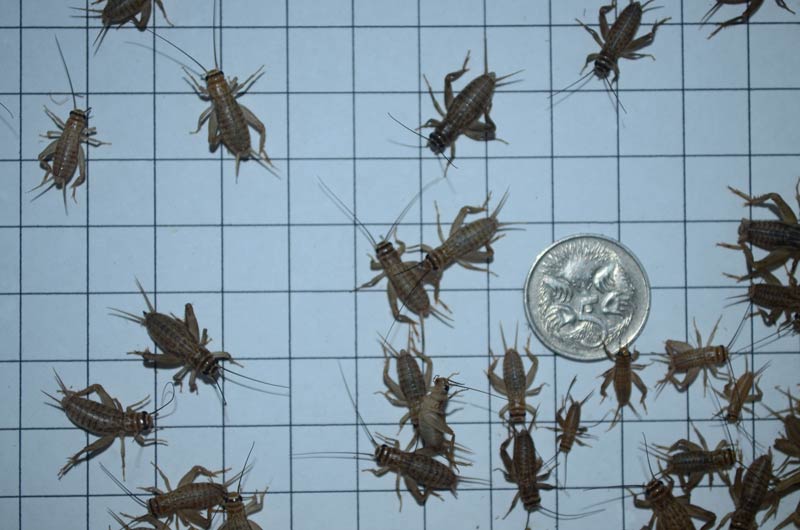 Medium Cricket
