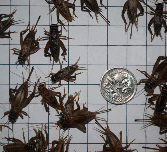 Adult Cricket