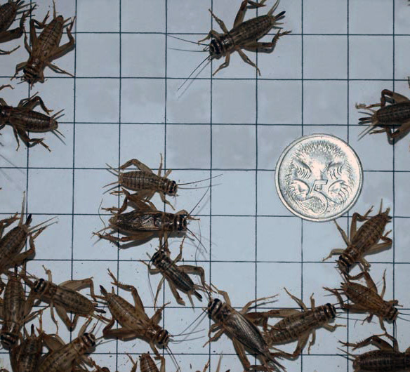 Large Cricket