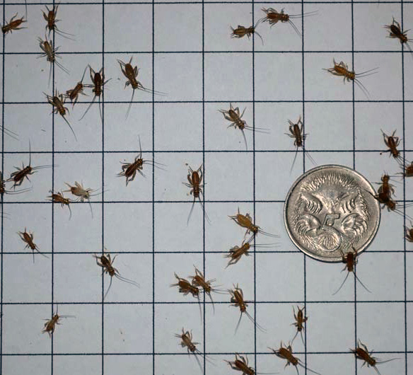 Pinhead Cricket