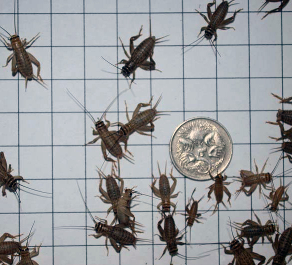 Medium Cricket