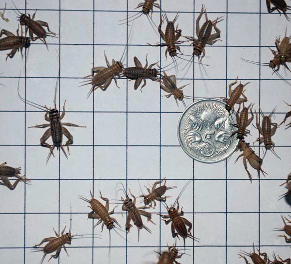 Small Cricket