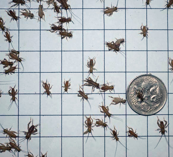 Tiny Cricket